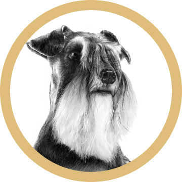 Schnauzer